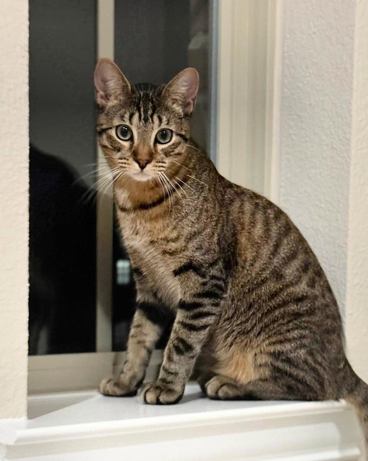 Yoshi, Adoptable, Young Male Domestic Short Hair.