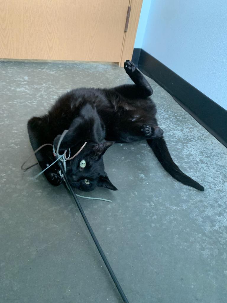 Crab Rangoon, Adoptable, Adult Female Domestic Short Hair.