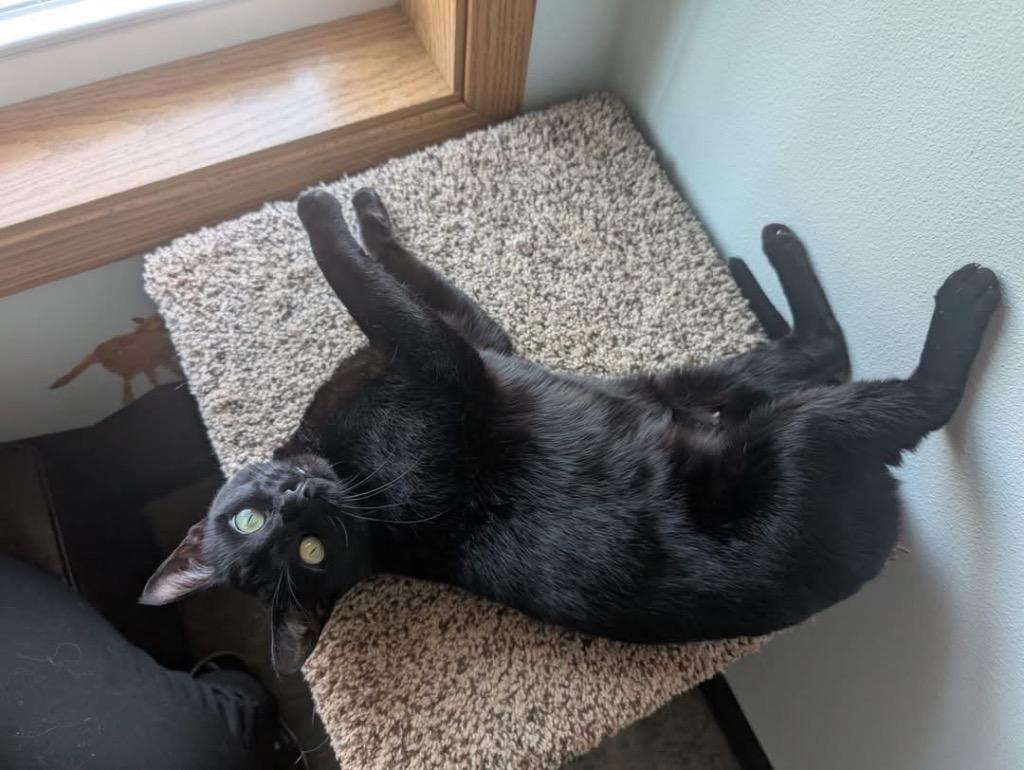 Enlarge Crab Rangoon, a Adoptable mixed breed in Menomonie, WI image 2/6