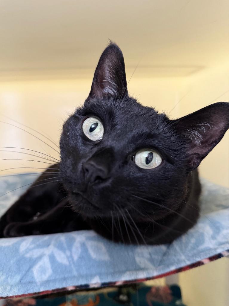 Enlarge Crab Rangoon, a Adoptable mixed breed in Menomonie, WI image 3/6