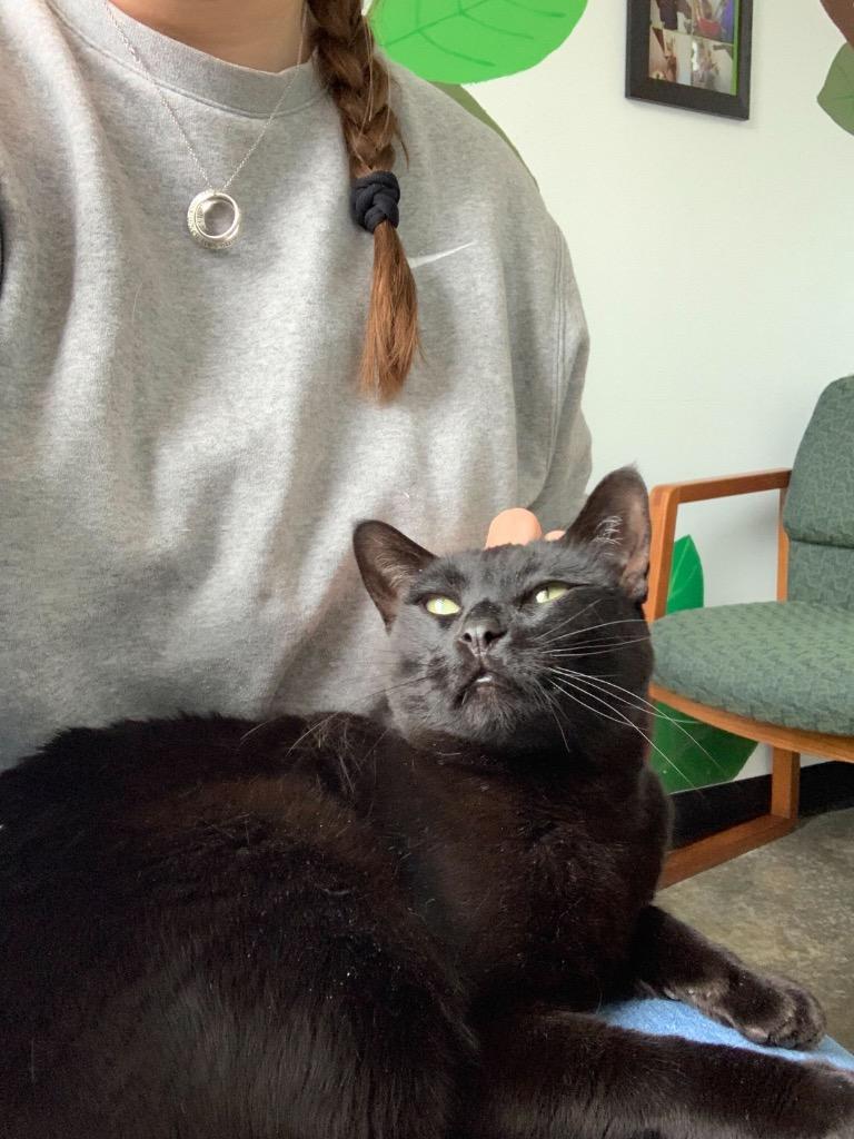 Enlarge Crab Rangoon, a Adoptable mixed breed in Menomonie, WI image 6/6