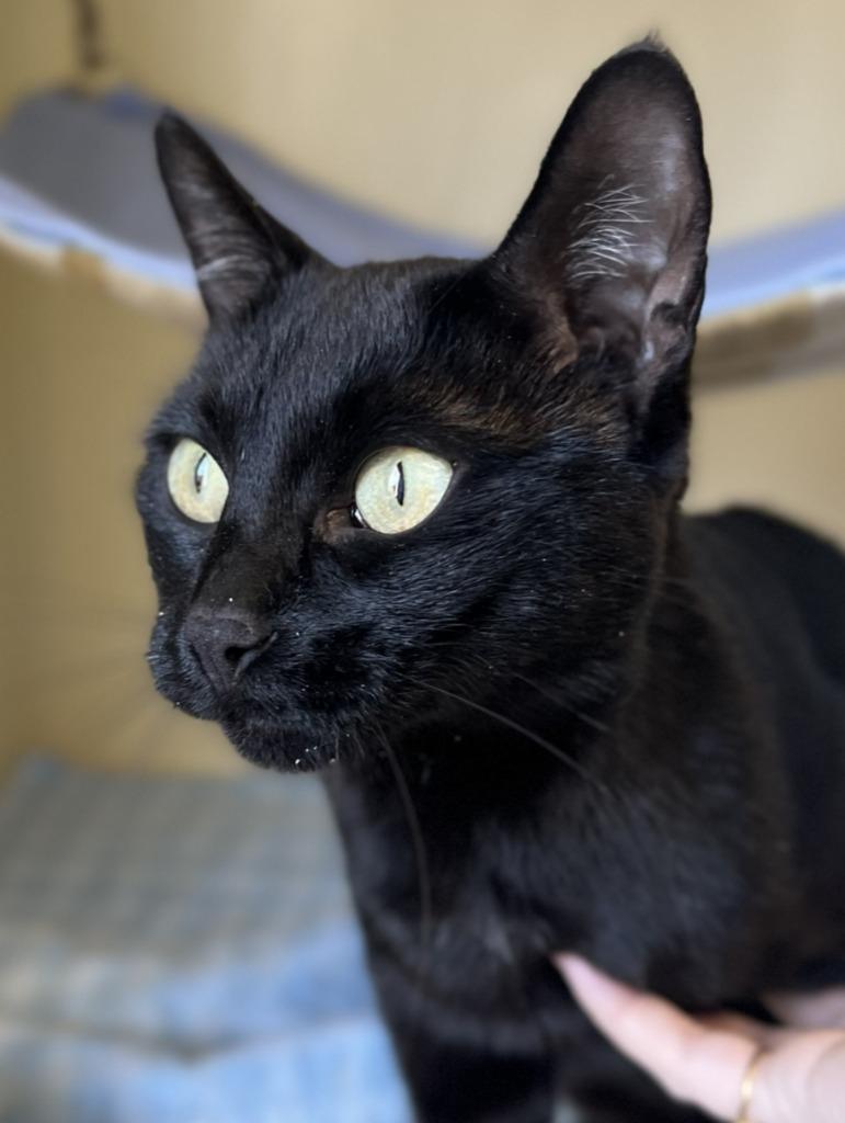 Crab Rangoon, Adoptable, Adult Female Domestic Short Hair.