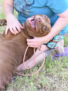 Enlarge Coco, a Adoptable Pit Bull Terrier in San Antonio , TX image 6/6