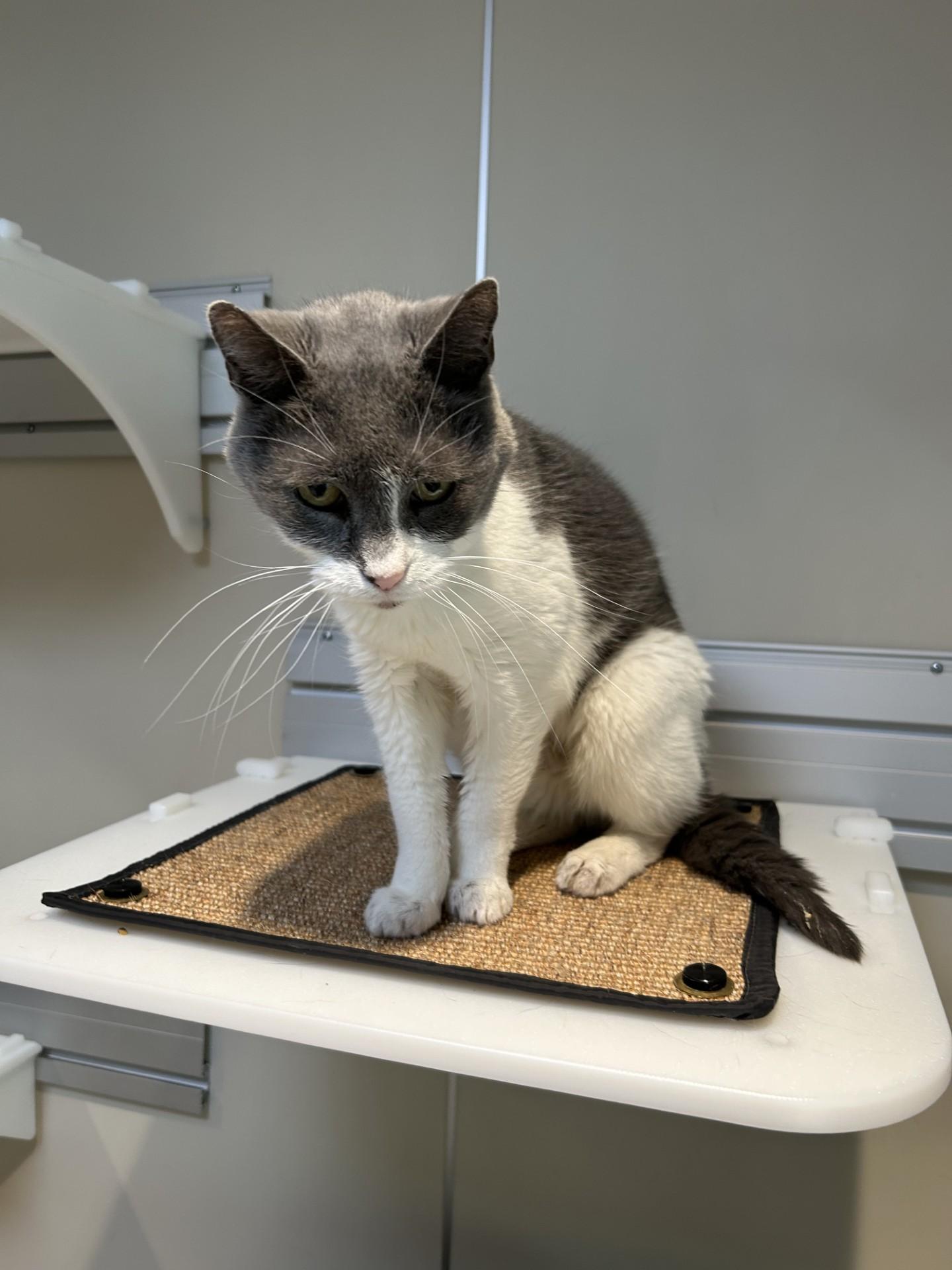 Ikie, an adoptable Domestic Short Hair in Hamilton, MT, 59840 | Photo Image 3