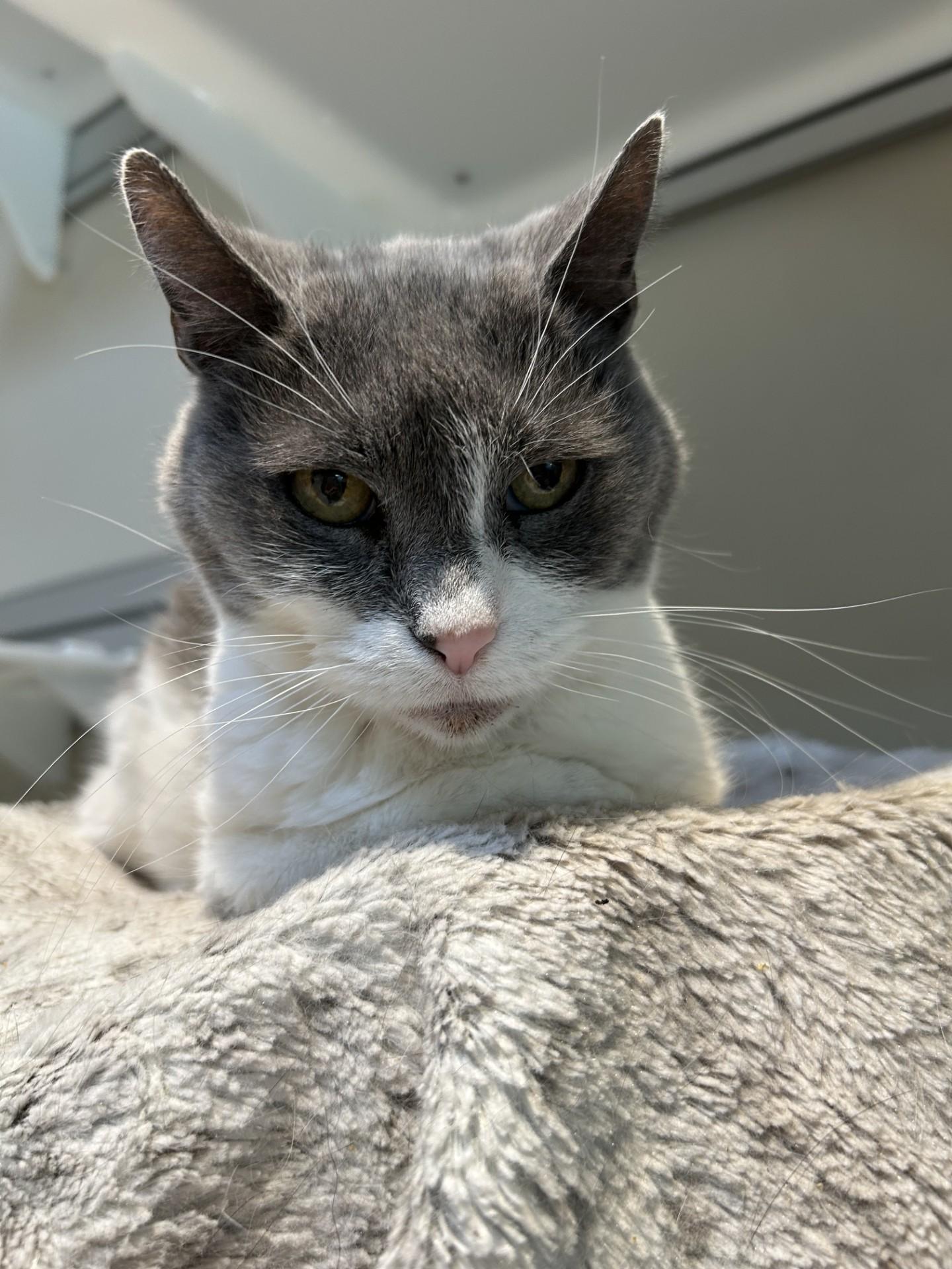 Ikie, an adoptable Domestic Short Hair in Hamilton, MT, 59840 | Photo Image 2