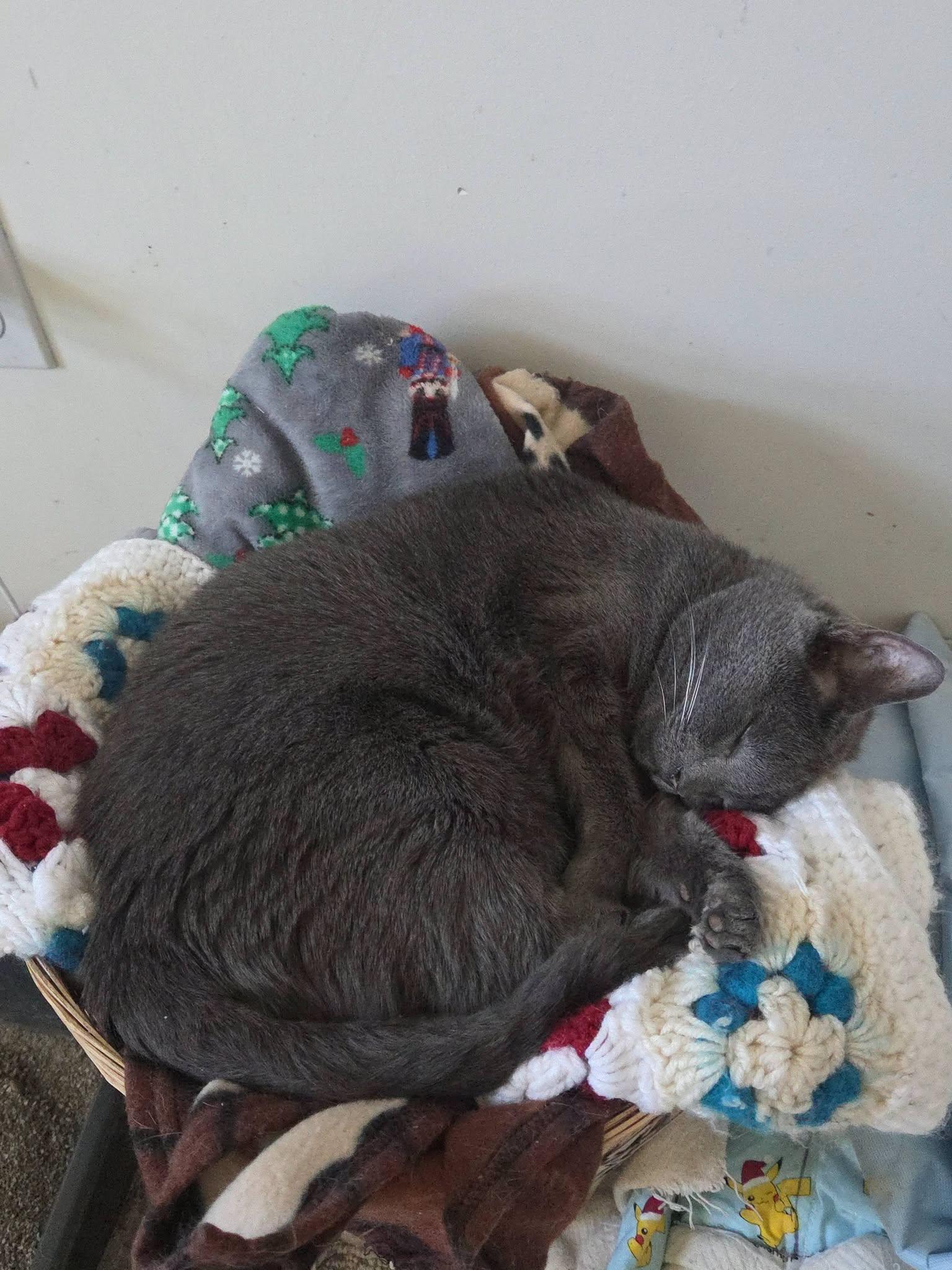Enlarge Itty Bitty, a Adoptable Domestic Short Hair in Rochester, NY image 2/2