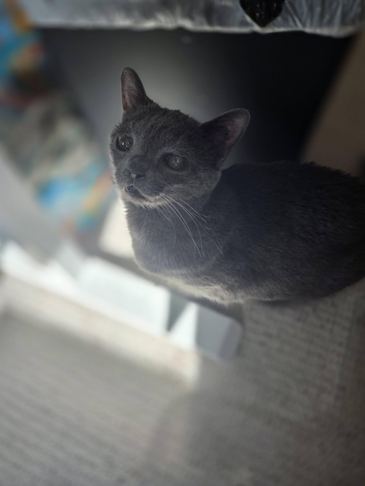 Enlarge Itty Bitty, a Adoptable Domestic Short Hair in Rochester, NY image 1/2