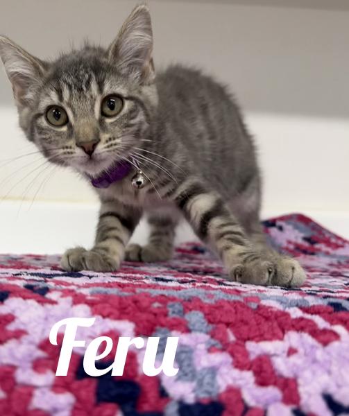 Feru, adopted, Young Female Domestic Medium Hair.