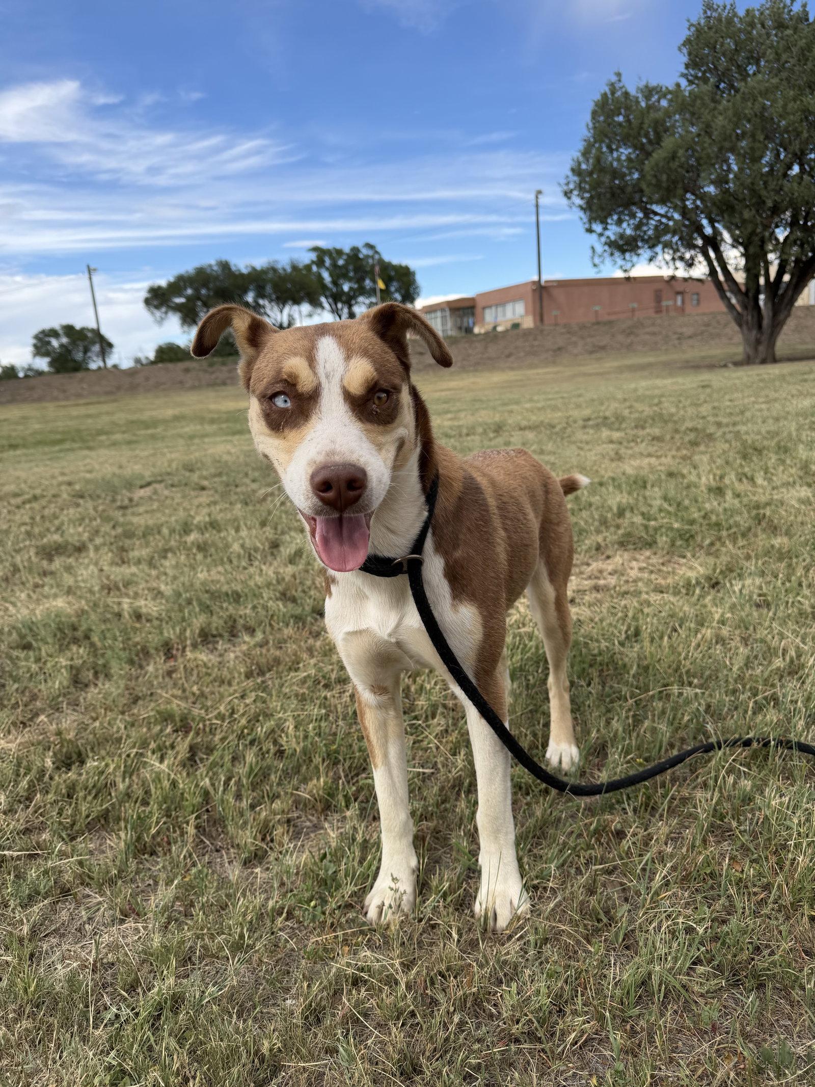 Bowey, Adoptable, Young Female Husky.