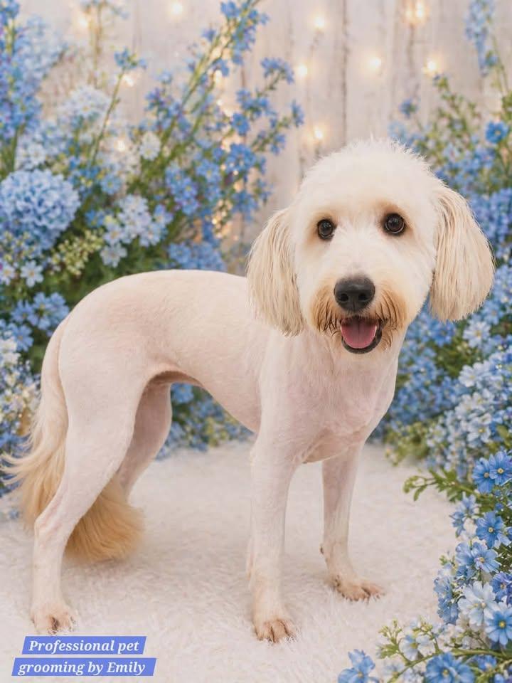 Scoobie , a ADOPTABLE Goldendoodle in Kiowa, OK image 1/6