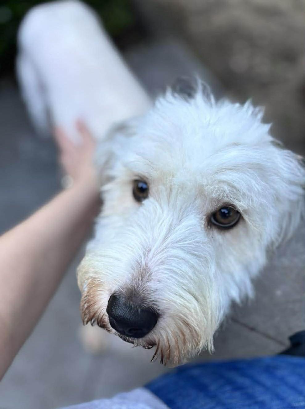 Scoobie , a ADOPTABLE Goldendoodle in Kiowa, OK image 3/6