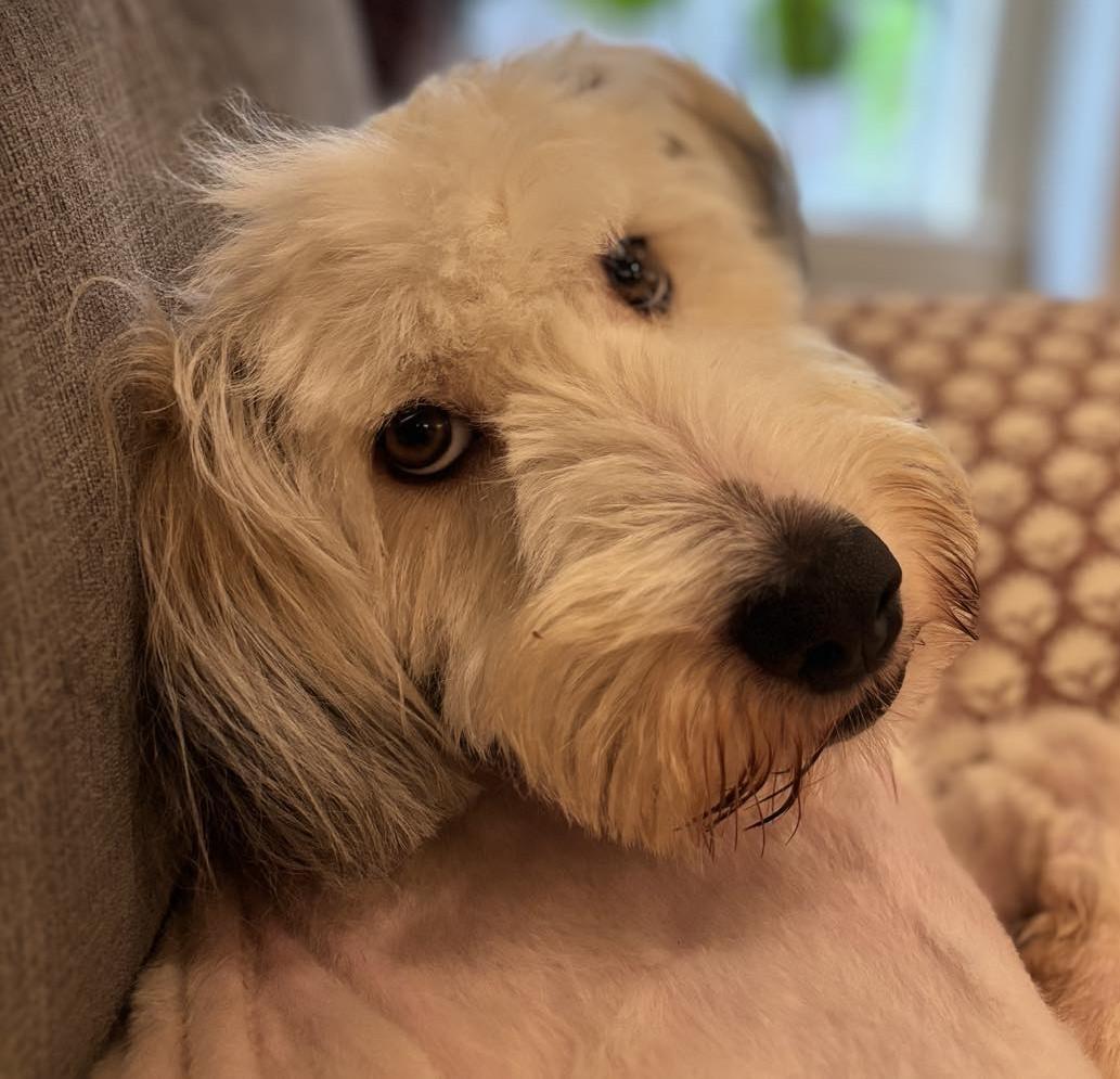 Scoobie , a ADOPTABLE Goldendoodle in Kiowa, OK image 2/6