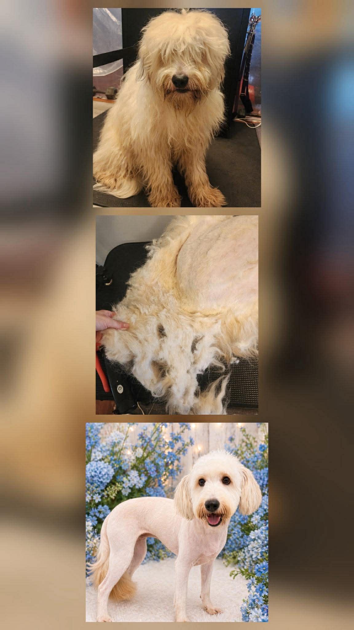 Scoobie , a ADOPTABLE Goldendoodle in Kiowa, OK image 6/6
