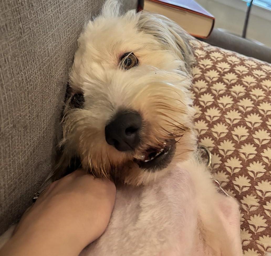 Scoobie , a ADOPTABLE Goldendoodle in Kiowa, OK image 4/6