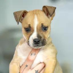 Enlarge Minnie, an adopted mixed breed in Globe, AZ image 1/1