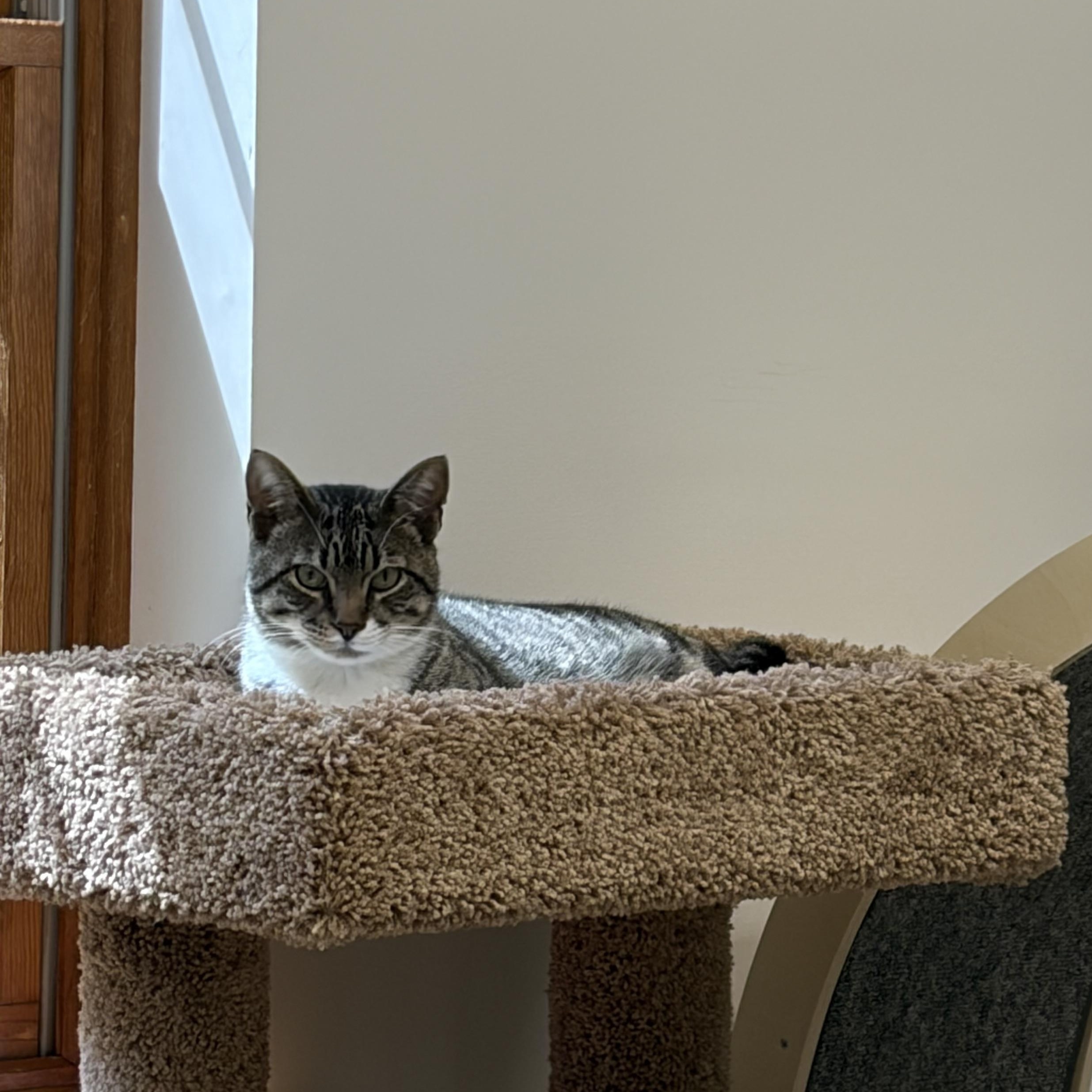 Monty, an adopted Domestic Short Hair in AQUEBOGUE, NY image 4/4