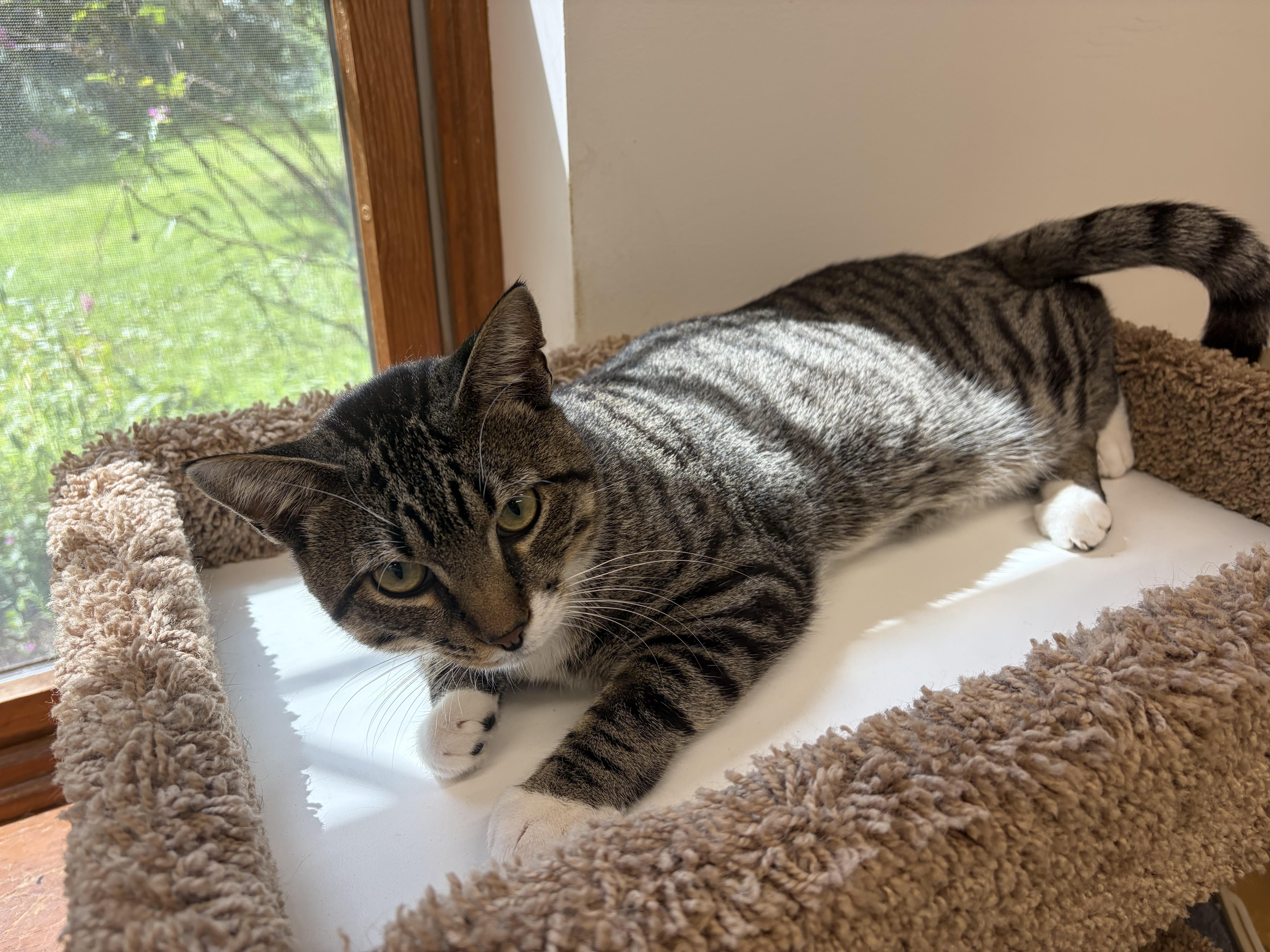 Monty, an adopted Domestic Short Hair in AQUEBOGUE, NY image 3/4