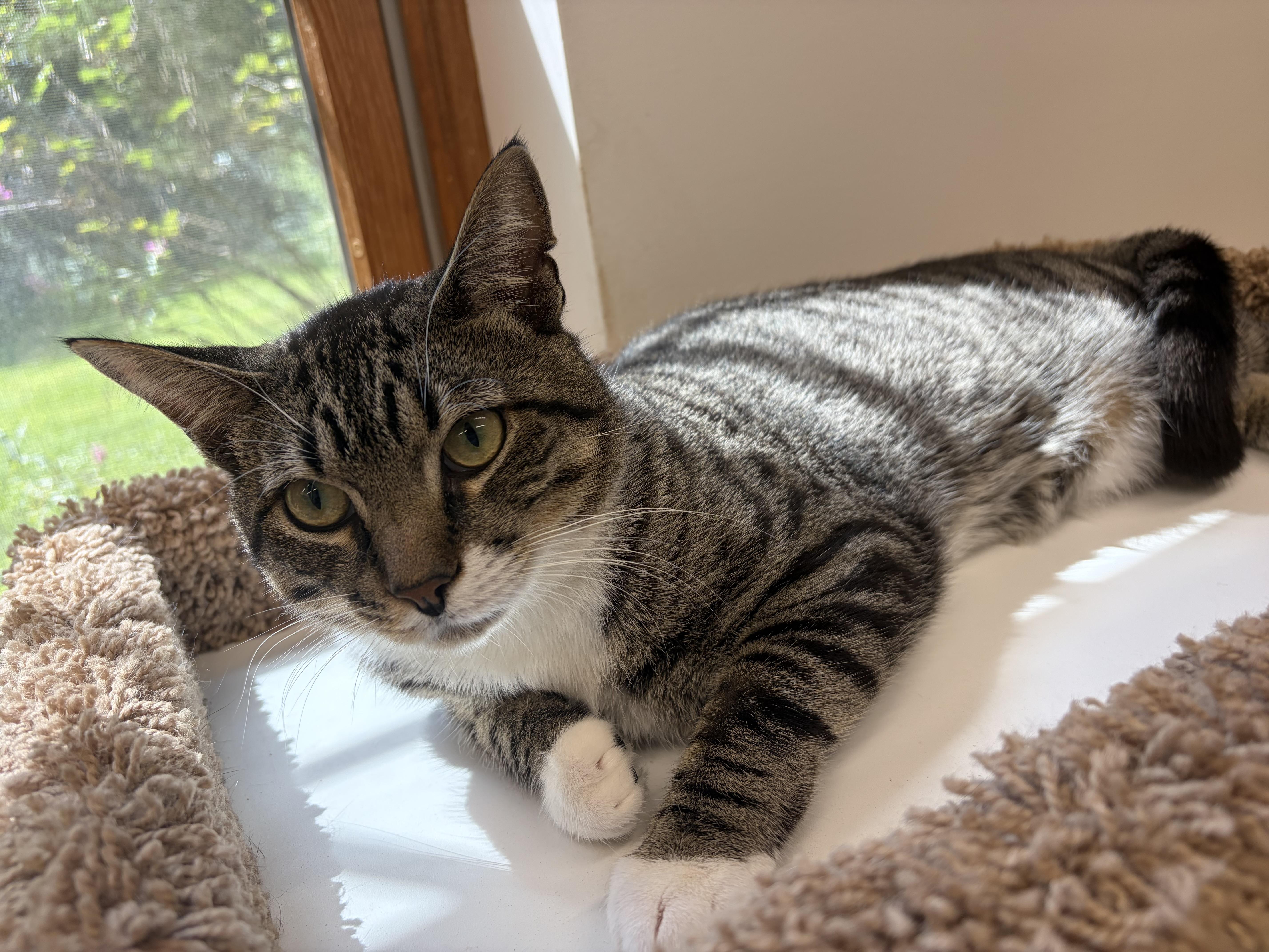 Monty, an adopted Domestic Short Hair in AQUEBOGUE, NY image 2/4