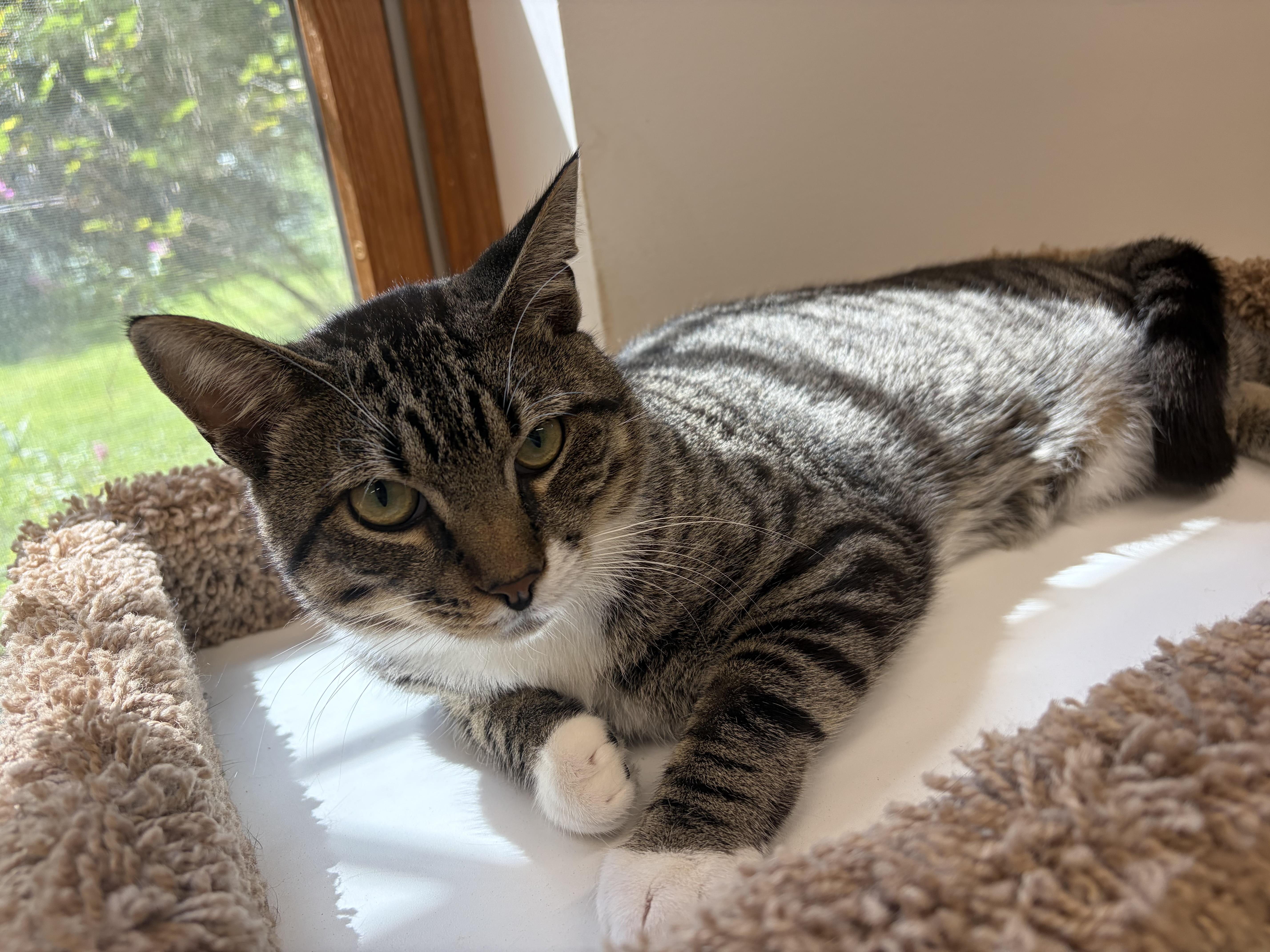 Monty, adopted, Adult Male Domestic Short Hair.