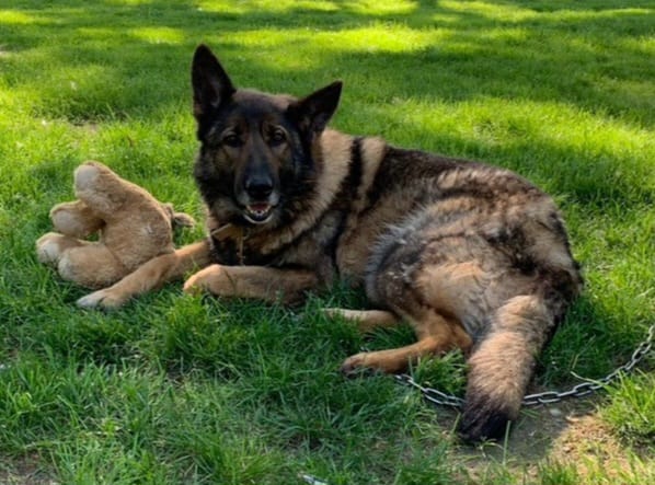 Enlarge Princess, a Adopted German Shepherd Dog in Schererville, IN image 1/1