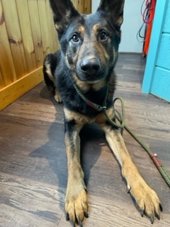 Fargo/Farley, a Adoptable German Shepherd Dog in Bridgton, ME image 1/17