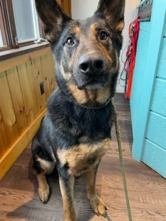Fargo/Farley, a Adoptable German Shepherd Dog in Bridgton, ME image 2/17