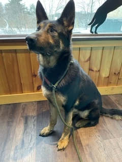Fargo/Farley, a Adoptable German Shepherd Dog in Bridgton, ME image 3/17