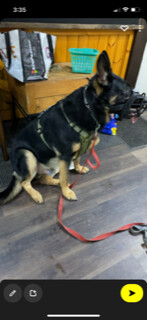 Fargo/Farley, a Adoptable German Shepherd Dog in Bridgton, ME image 4/17