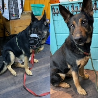 Fargo/Farley, a Adoptable German Shepherd Dog in Bridgton, ME image 5/17