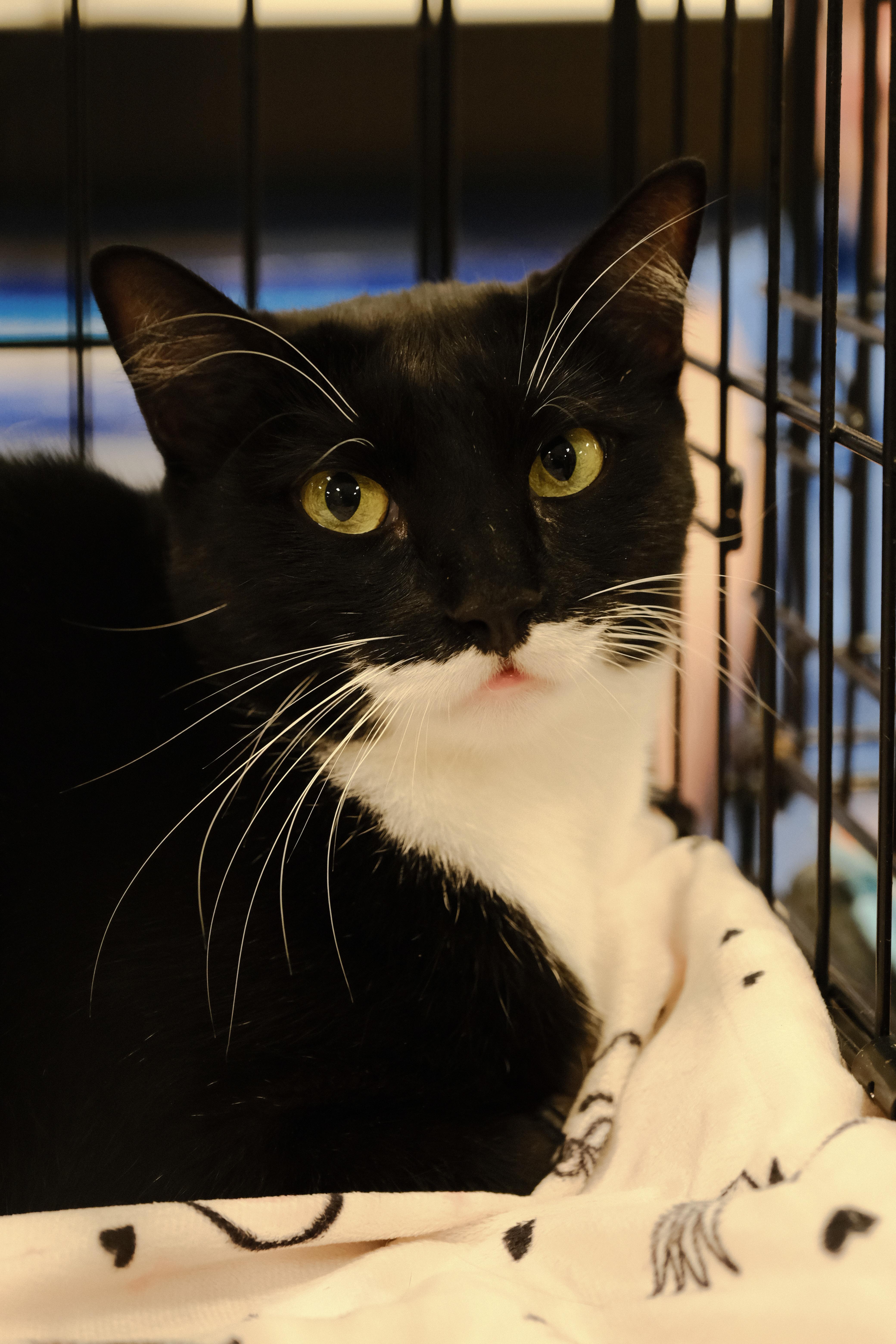 Evi, a Adoptable Tuxedo in Houston, TX image 3/6