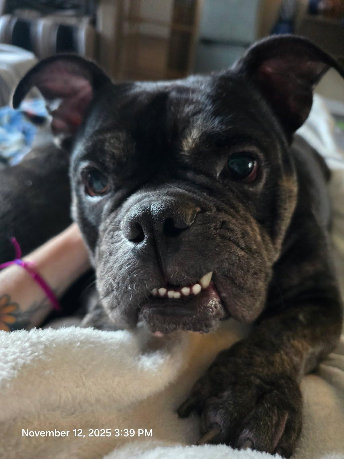 Enlarge Gumbo, a Adoptable mixed breed in Oswego, IL image 1/6