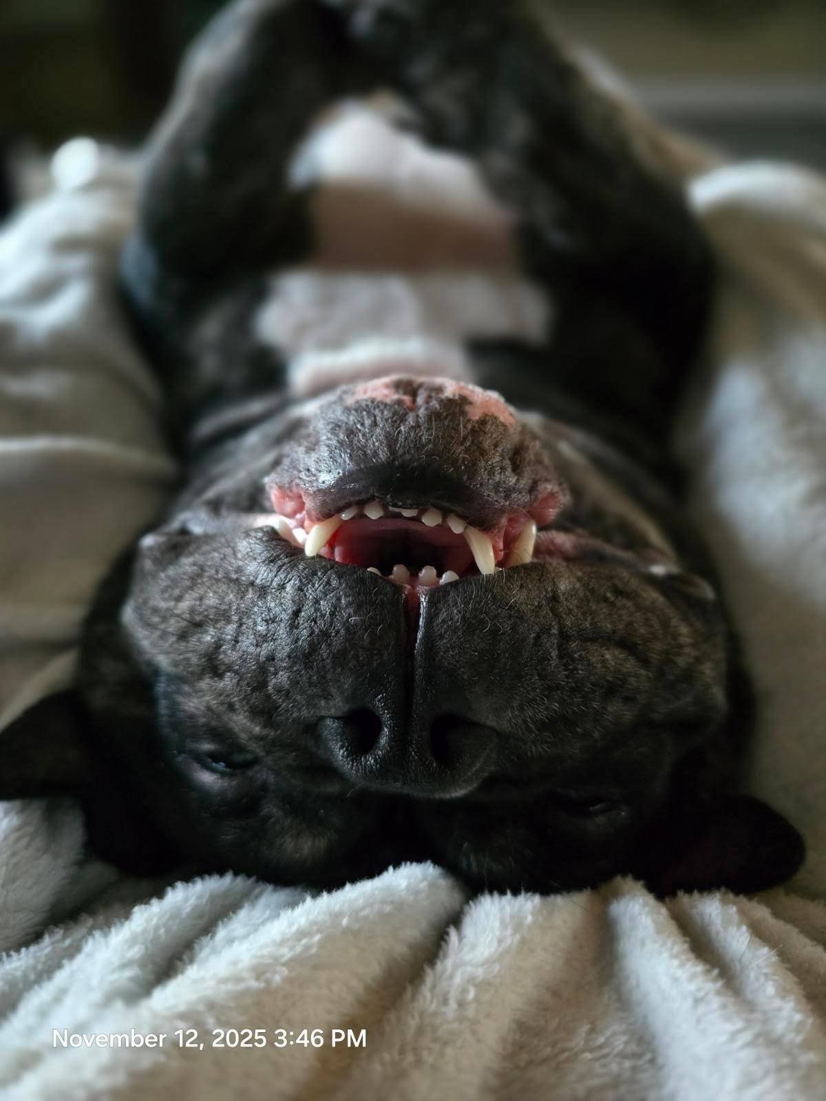 Enlarge Gumbo, a Adoptable mixed breed in Oswego, IL image 3/6