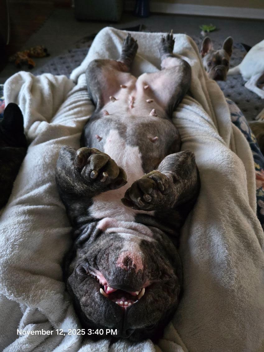 Enlarge Gumbo, a Adoptable mixed breed in Oswego, IL image 4/6