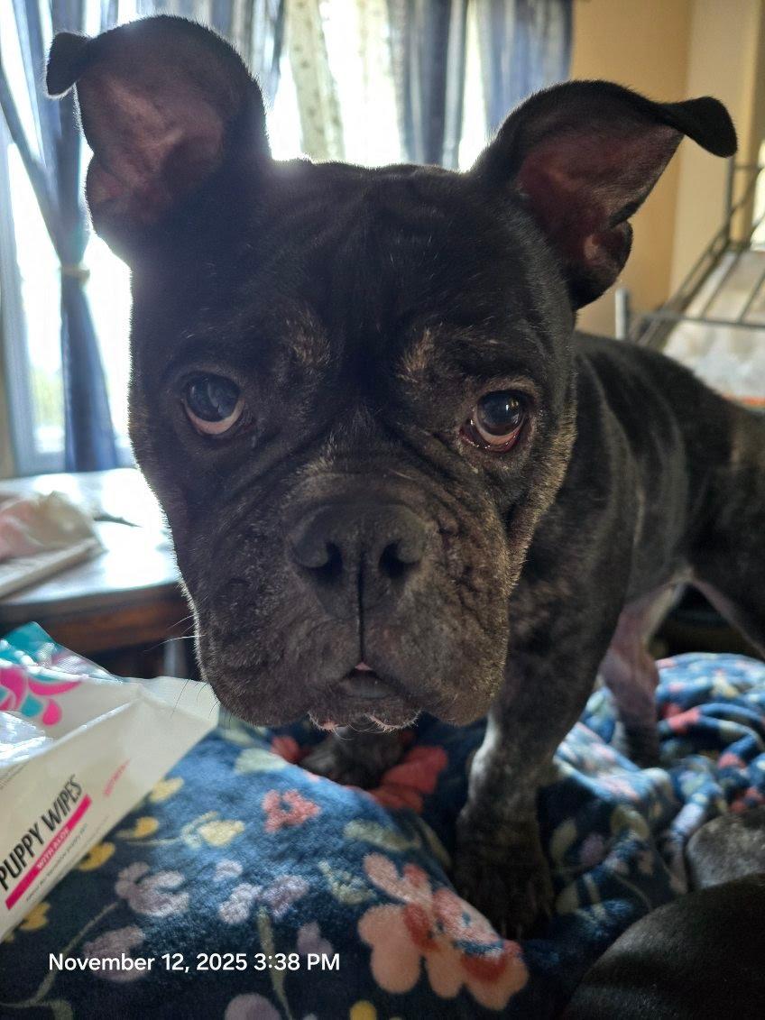 Enlarge Gumbo, a Adoptable mixed breed in Oswego, IL image 5/6