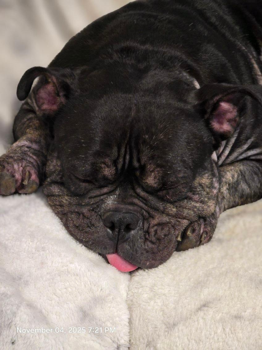 Enlarge Gumbo, a Adoptable mixed breed in Oswego, IL image 6/6