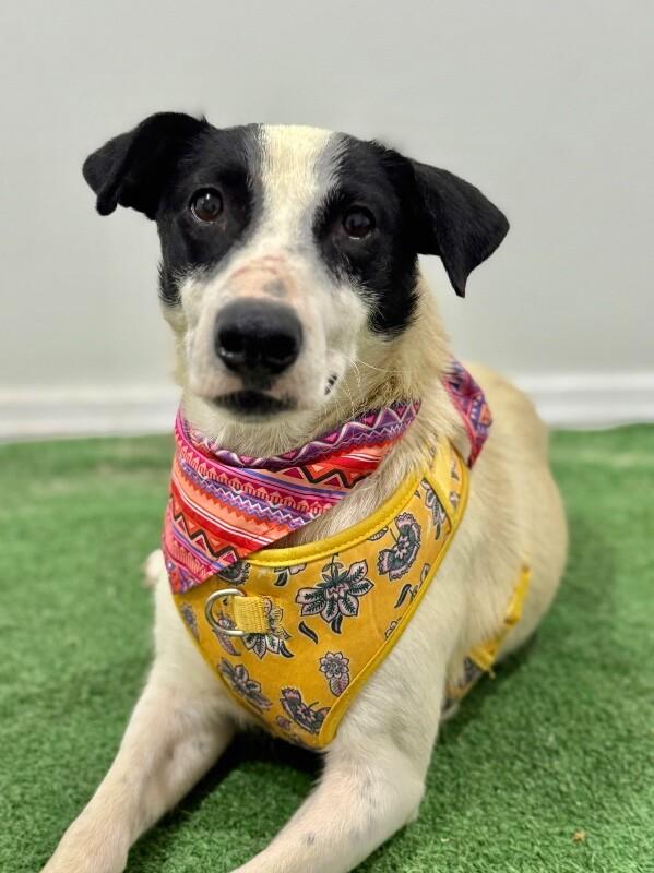 Enlarge Mia-Lou, a Adoptable mixed breed in San Fernando, CA image 1/1