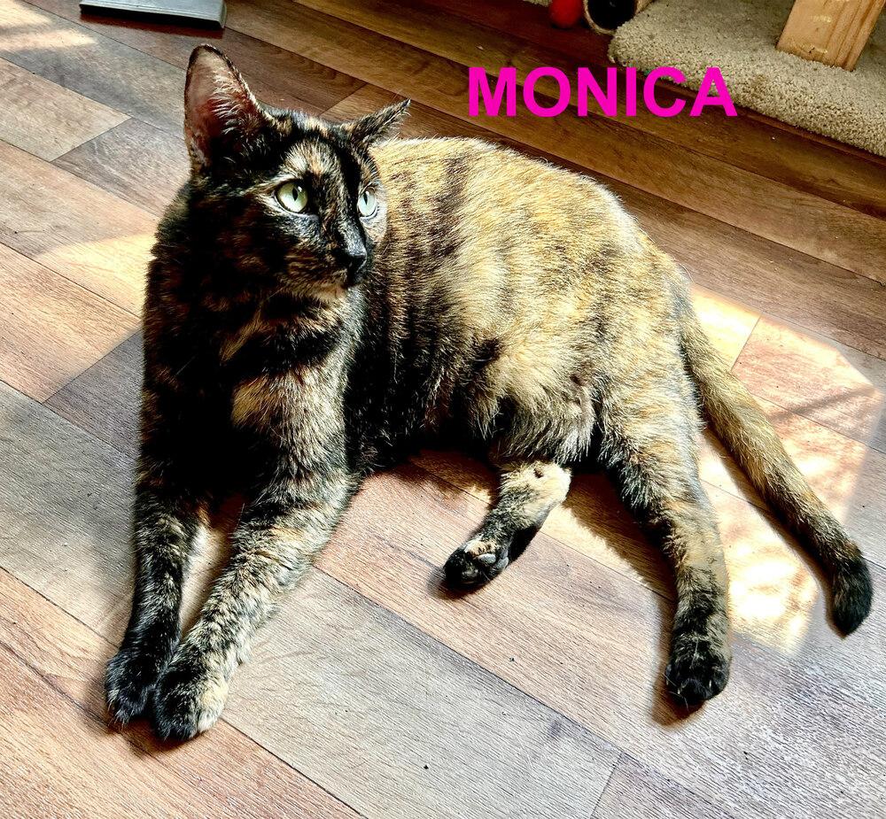 Monica/Luna, Adoptable, Adult Female Domestic Short Hair.
