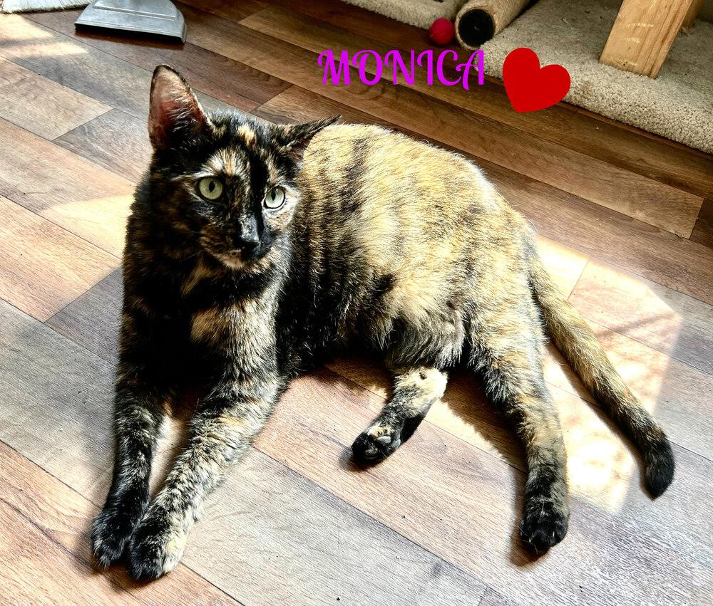 Monica/Luna, a Adoptable Domestic Short Hair in Mooresville, NC image 2/6