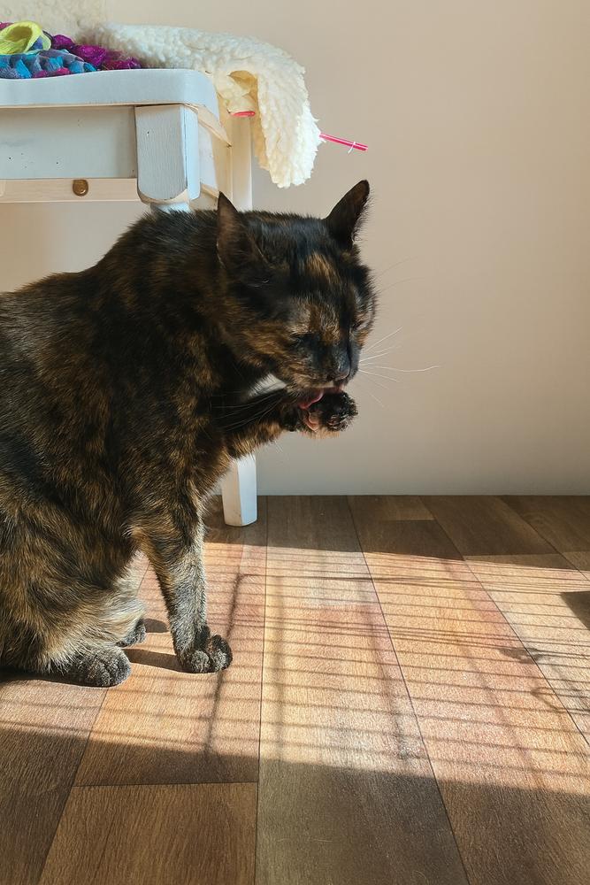 Enlarge Monica, a Adoptable Domestic Short Hair in Mooresville, NC image 2/5