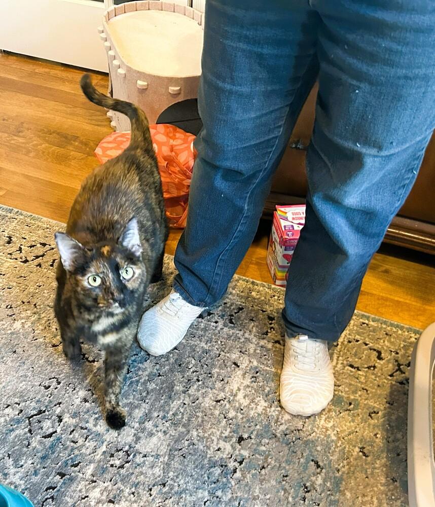 Enlarge Monica, a Adoptable Domestic Short Hair in Mooresville, NC image 3/5