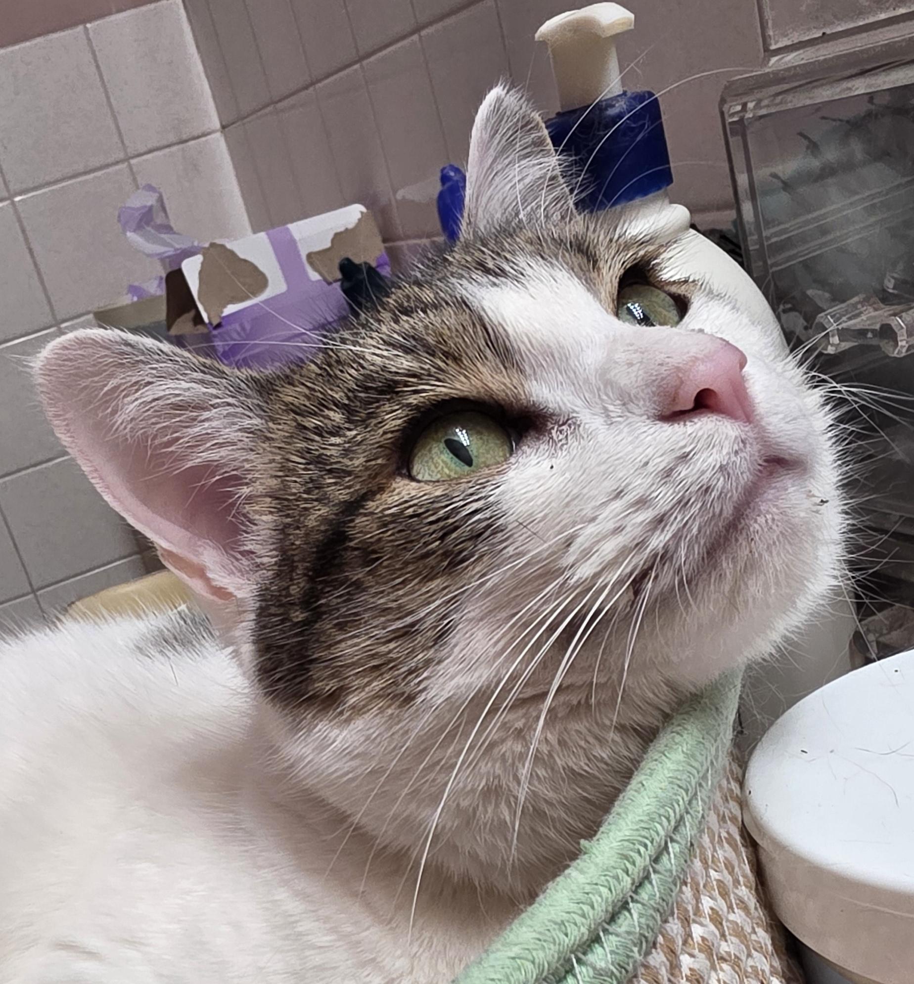 Cleo photo