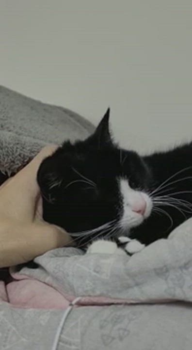 Enlarge Lattée au cœur blanc, a Adopted mixed breed in Candiac, QC video 6/11