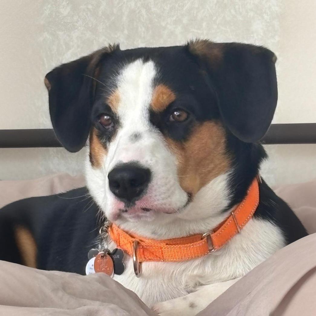 Walker, Adoptable, Adult Male Beagle & Entlebucher.