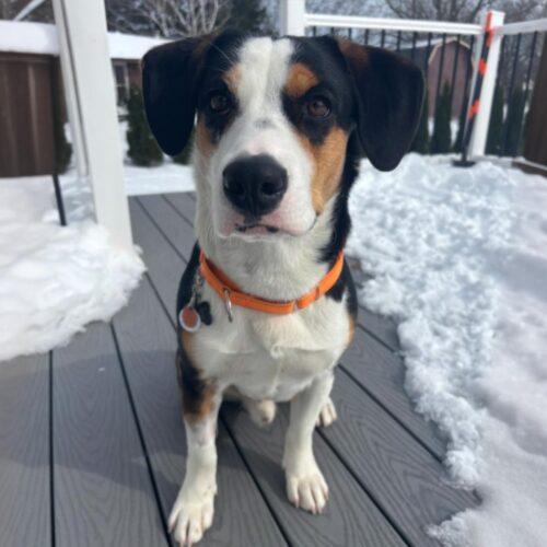 Enlarge Walker, a Adoptable mixed breed in Lincolnshire, IL image 2/5