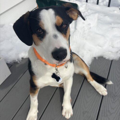 Enlarge Walker, a Adoptable mixed breed in Lincolnshire, IL image 3/5