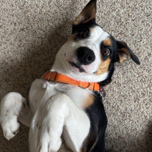 Enlarge Walker, a Adoptable mixed breed in Lincolnshire, IL image 4/5