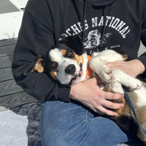 Enlarge Walker, a Adoptable mixed breed in Lincolnshire, IL image 5/5