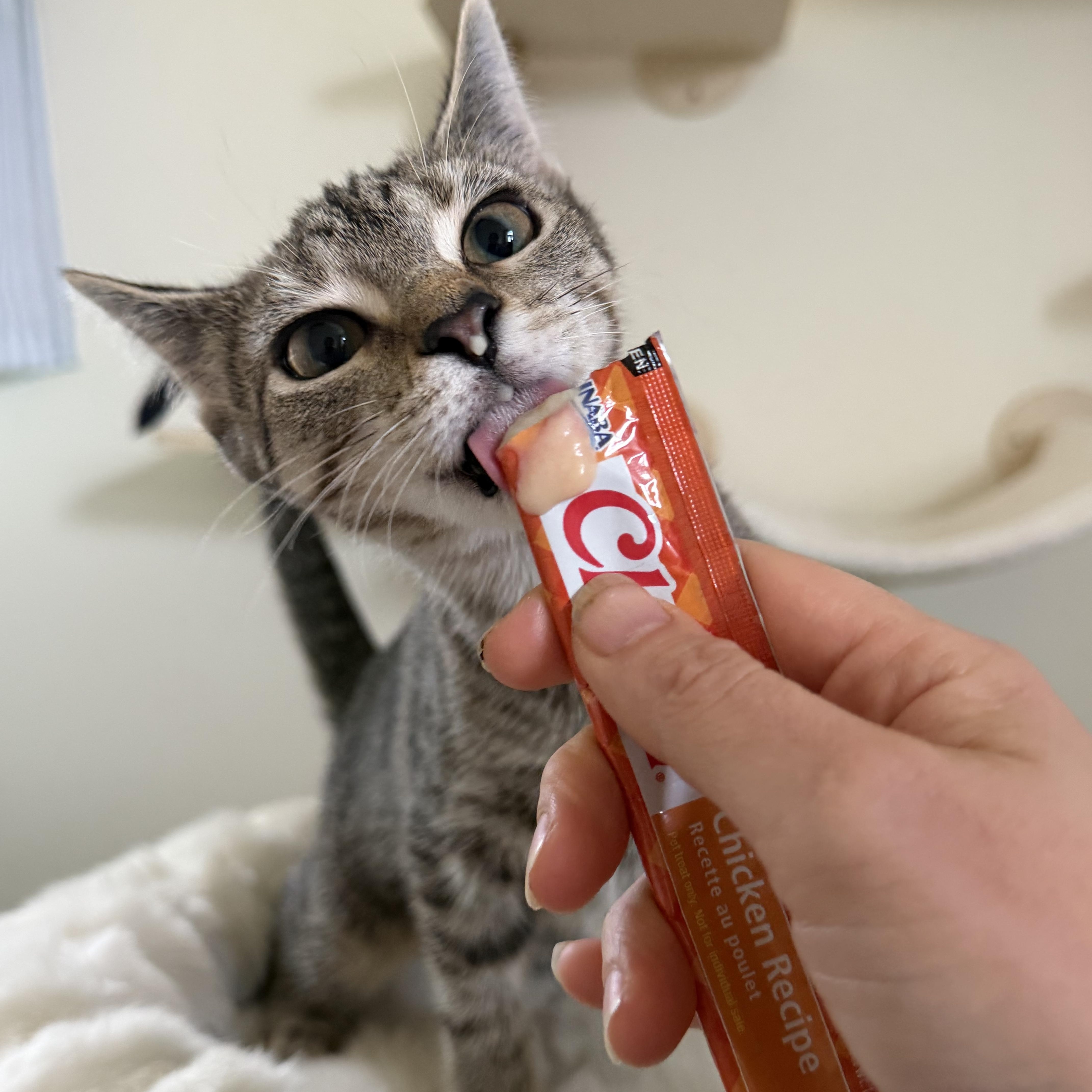 SRIRACHA, an adopted Domestic Short Hair in Chicago Ridge, IL image 3/4