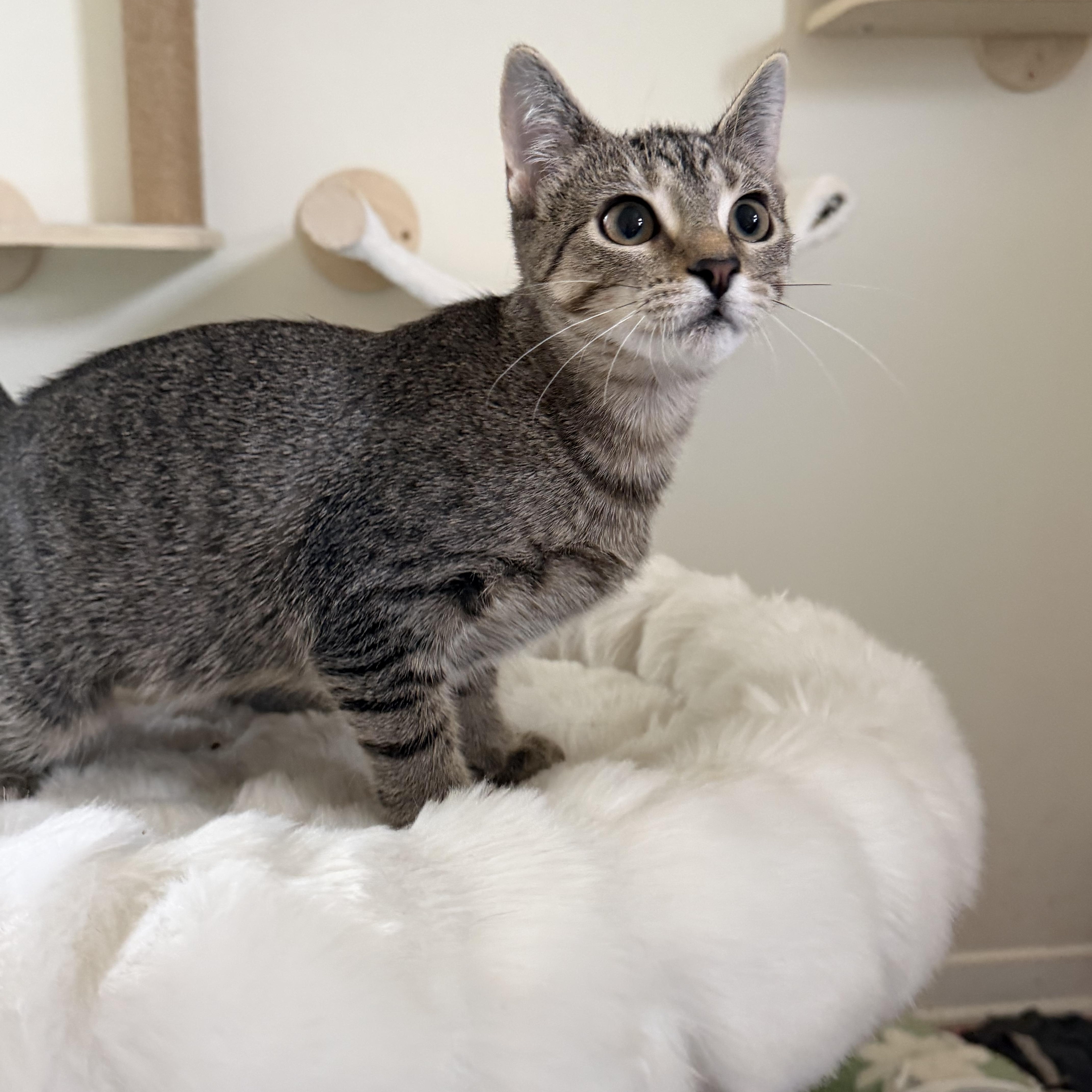 SRIRACHA, an adopted Domestic Short Hair in Chicago Ridge, IL image 4/4