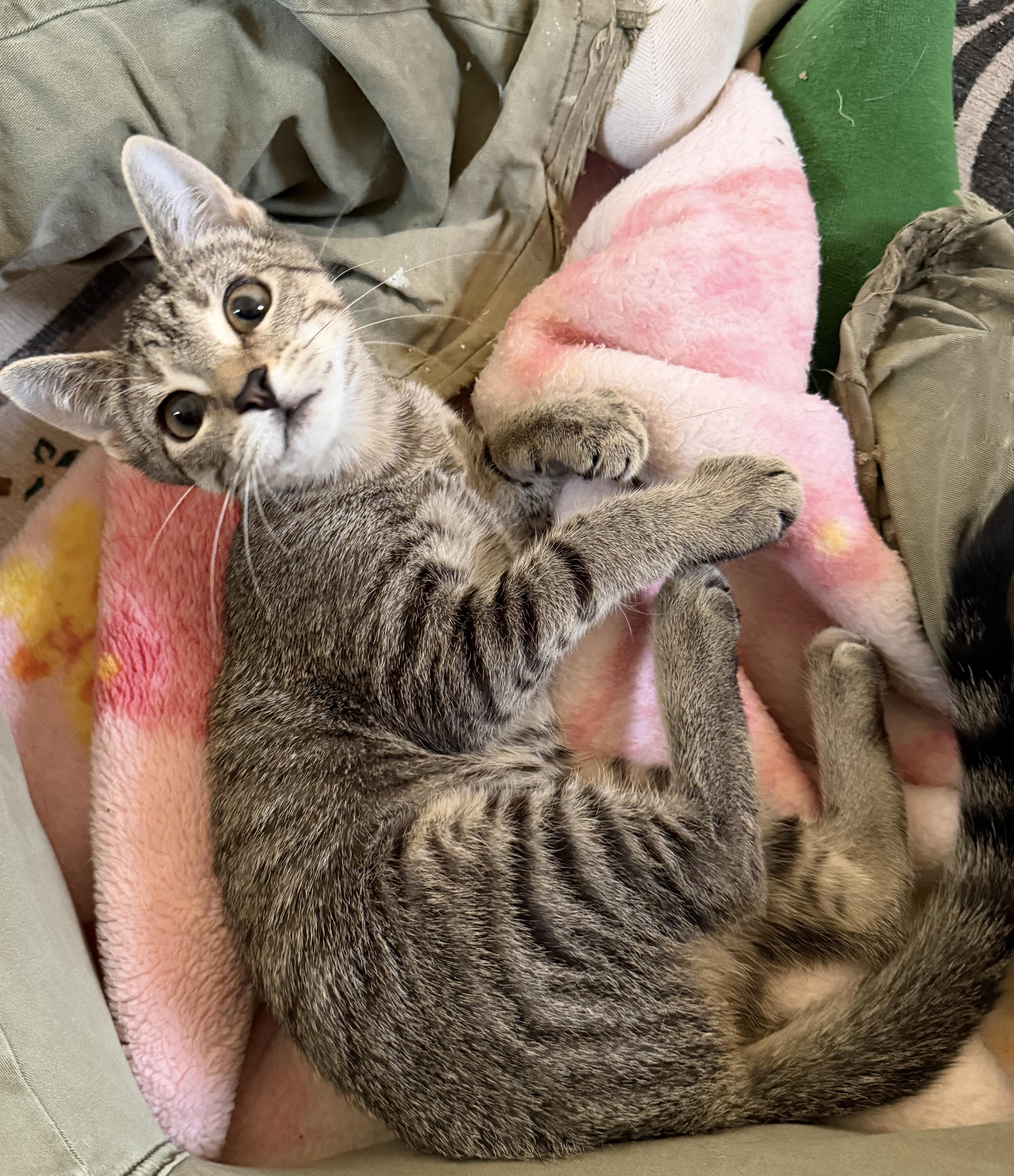 SRIRACHA, an adopted Domestic Short Hair in Chicago Ridge, IL image 2/4